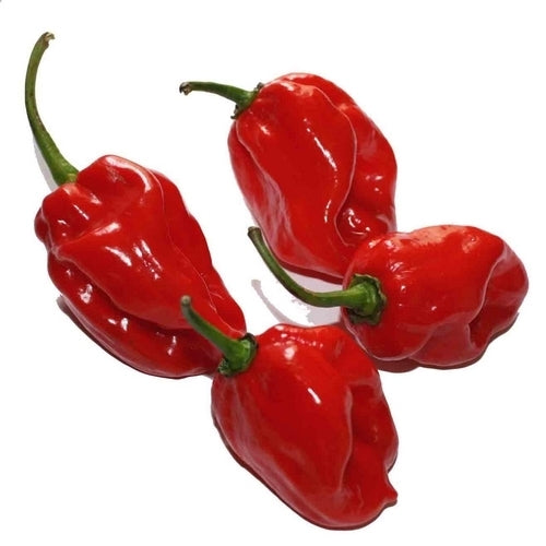 Pepper Adjuma-Type 'Habanero Red' F1 / 'Piquante Red' F1