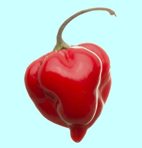 Peper Adjuma-Type 'Red Savina' / 'Habanero Red Savina' /