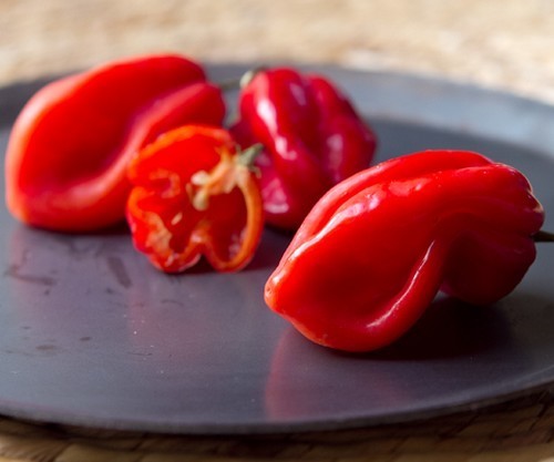 Peper Adjuma-Type 'Red Savina' / 'Habanero Red Savina' /