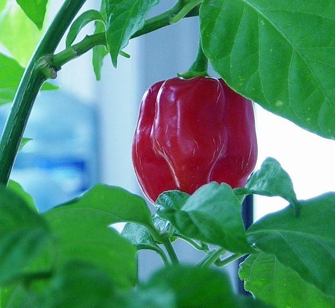 Peper Adjuma-Type 'Red Savina' / 'Habanero Red Savina' /