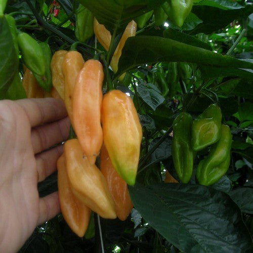 Peper Adjuma-Type 'Salmon' / 'Tijuana Mustard'