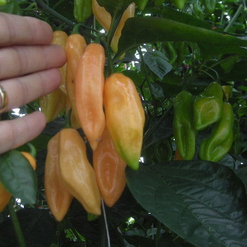 Peper Adjuma-Type 'Salmon' / 'Tijuana Mustard'