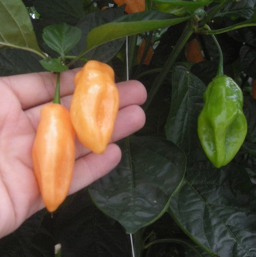 Peper Adjuma-Type 'Salmon' / 'Tijuana Mustard'