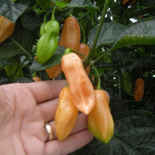 Peper Adjuma-Type 'Salmon' / 'Tijuana Mustard'
