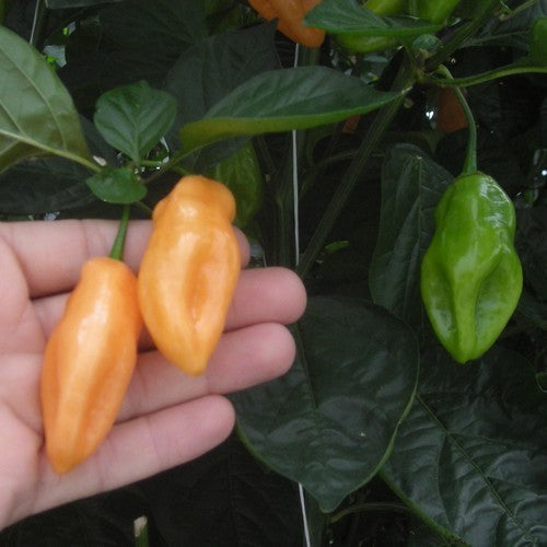Peper Adjuma-Type 'Salmon' / 'Tijuana Mustard'