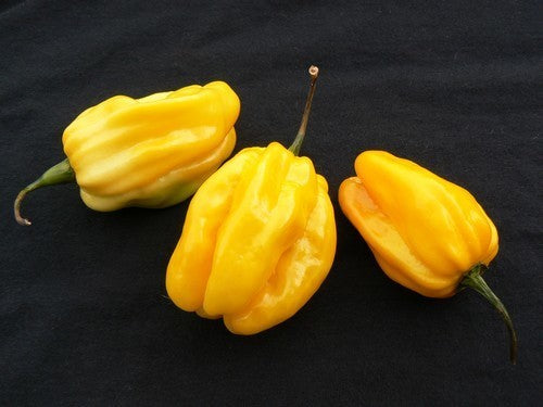 Peper Adjuma-Type 'Yellow' / 'Habanero Lemon'