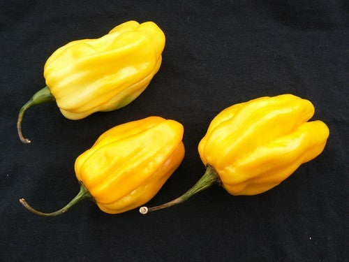 Peper Adjuma-Type 'Yellow' / 'Habanero Lemon'