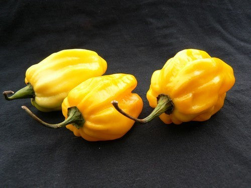 Peper Adjuma-Type 'Yellow' / 'Habanero Lemon'