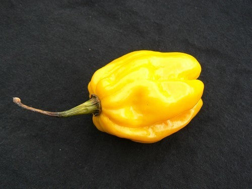 Peper Adjuma-Type 'Yellow' / 'Habanero Lemon'
