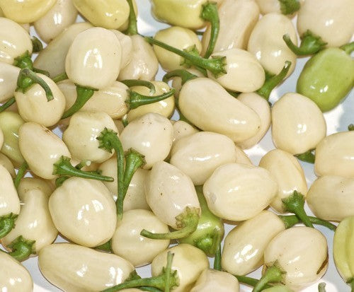 Peper Adjuma-Type 'White Bullet' / 'White Molly' / 'Haba'