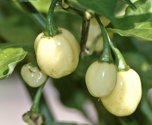 Peper Adjuma-Type 'White Bullet' / 'White Molly' / 'Haba'
