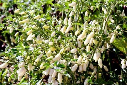 Peper Adjuma-Type 'White Bullet' / 'White Molly' / 'Haba'