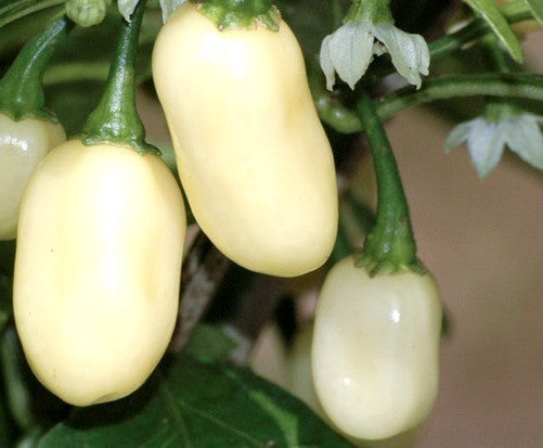 Peper Adjuma-Type 'White Bullet' / 'White Molly' / 'Haba'