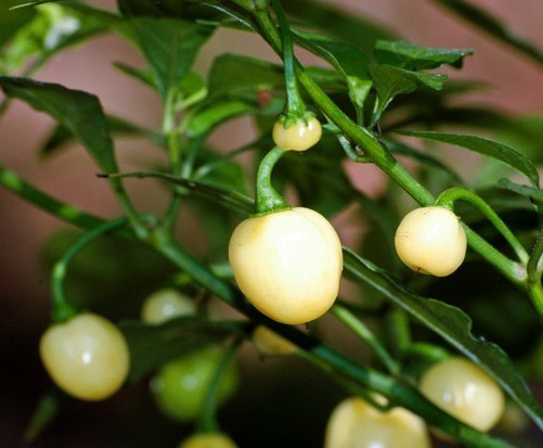 Peper Adjuma-Type 'White Bullet' / 'White Molly' / 'Haba'