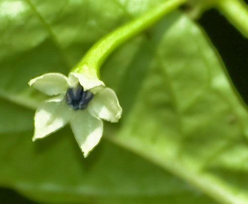 Peper Adjuma-Type 'White Bullet' / 'White Molly' / 'Haba'