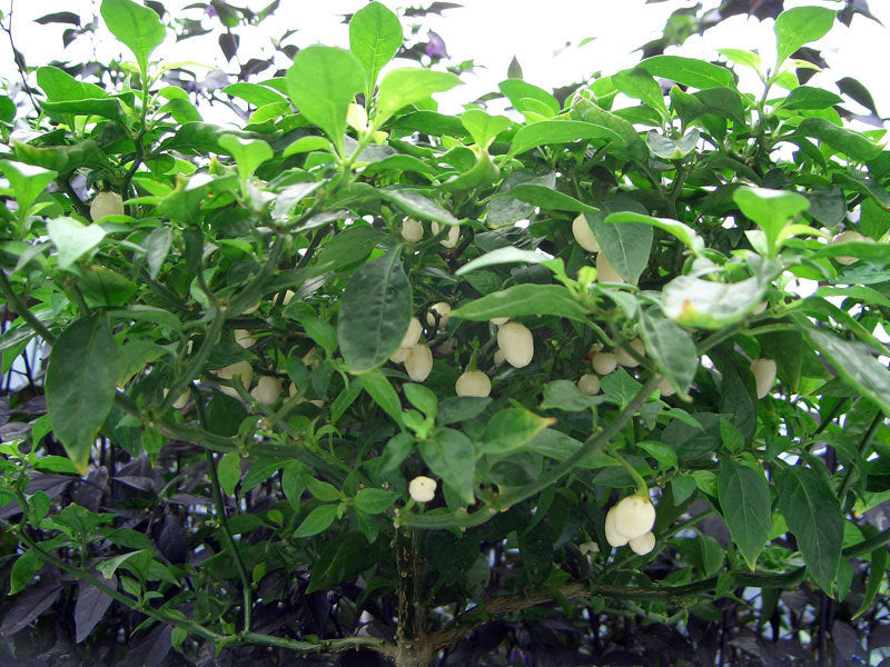 Peper Adjuma-Type 'White Bullet' / 'White Molly' / 'Haba'