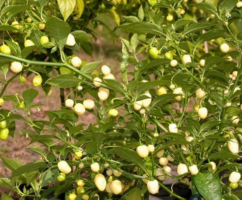 Peper Adjuma-Type 'White Bullet' / 'White Molly' / 'Haba'