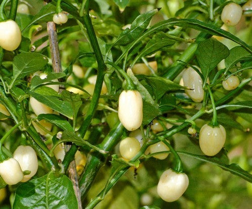 Peper Adjuma-Type 'White Bullet' / 'White Molly' / 'Haba'