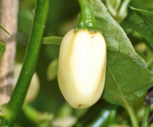 Peper Adjuma-Type 'White Bullet' / 'White Molly' / 'Haba'