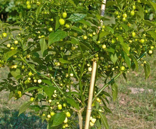 Peper Adjuma-Type 'White Bullet' / 'White Molly' / 'Haba'