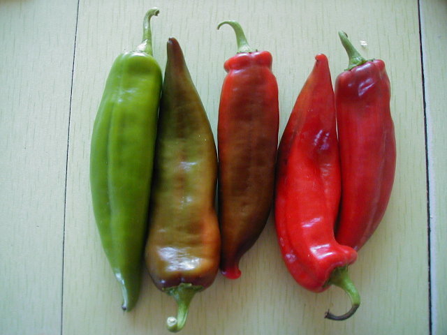 Pepper 'Anaheim' / 'Sonora Anaheim'