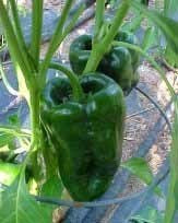 Peper 'Ancho' / 'Poblano' / 'Para Rellener' / 'Pasilla'