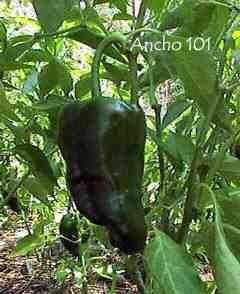 Peper 'Ancho' / 'Poblano' / 'Para Rellener' / 'Pasilla'
