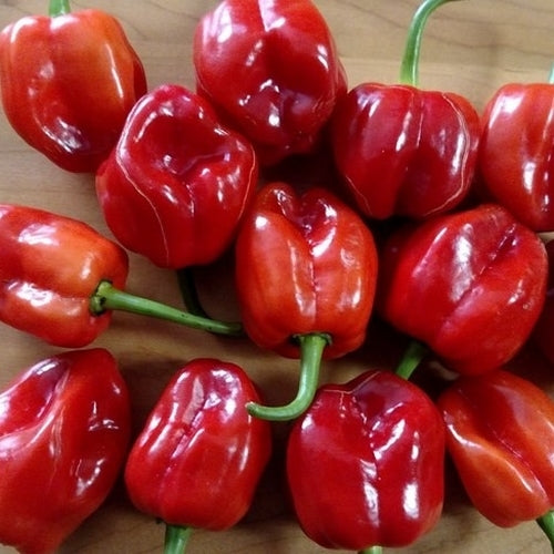 Peper 'Antillais'