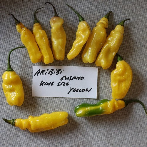 Peper 'Aribibi Gusano King Size Yellow'