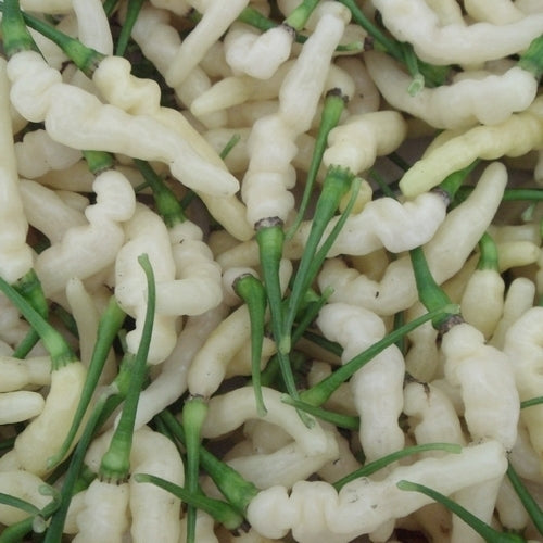 Peper 'Aribibi Gusano'