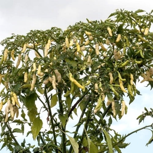 Peper 'Aribibi Gusano'