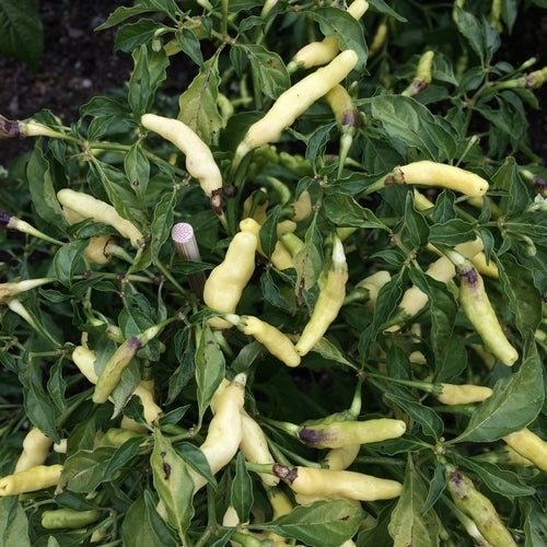 Peper 'Aribibi Gusano'