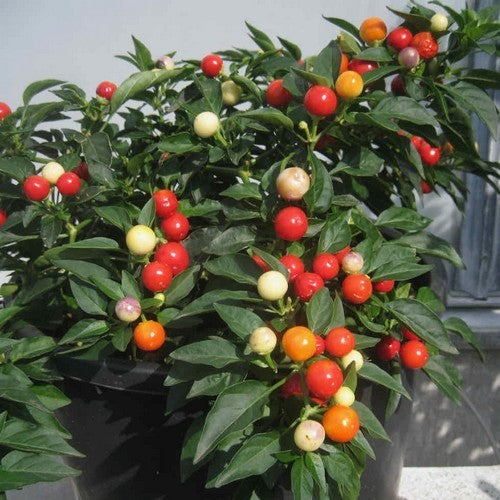 Pepper 'Balls of Fire'
