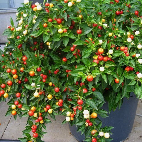 Pepper 'Balls of Fire'