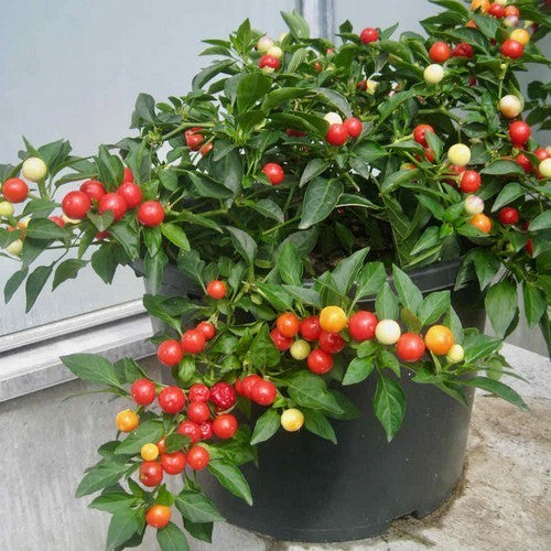Pepper 'Balls of Fire'