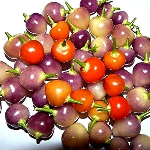 Pepper 'Barra Do Ribeiro'