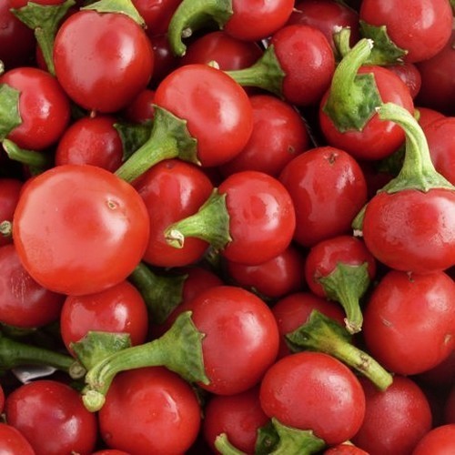 Pepper 'Besler's Cherry'