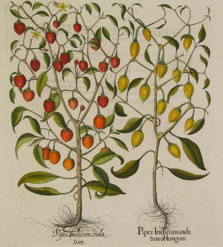 Pepper 'Besler's Cherry'