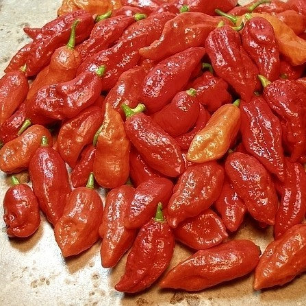 Pepper 'Bhut Jolokia'