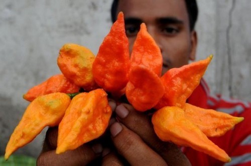Pepper 'Bhut Jolokia'