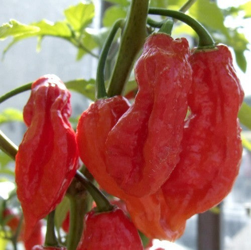 Pepper 'Bhut Jolokia'