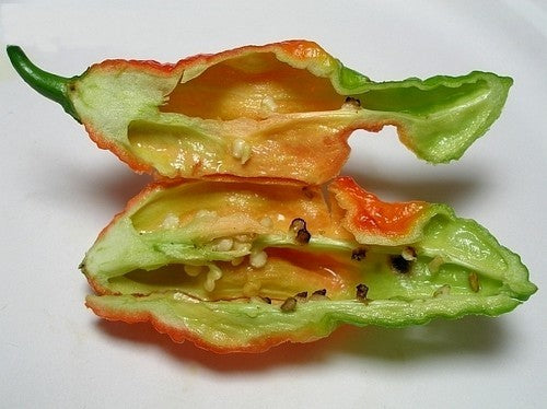 Pepper 'Bhut Jolokia'