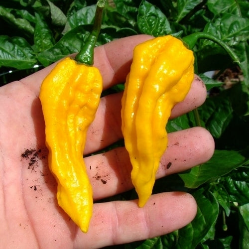 Peper 'Bhut Jolokia Yellow'