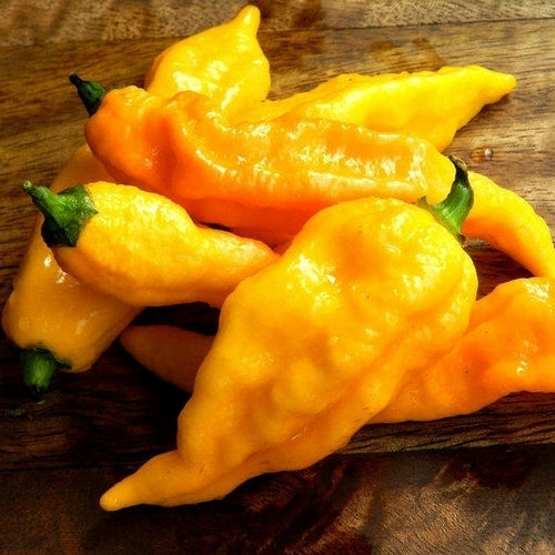 Peper 'Bhut Jolokia Yellow'