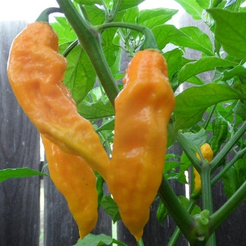 Peper 'Bhut Jolokia Yellow'