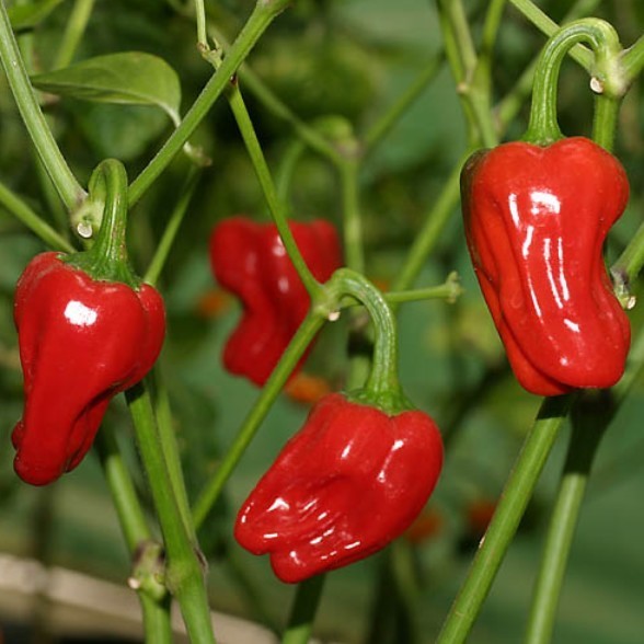 Peper 'Big Jamaican' / 'Jamaican Red'