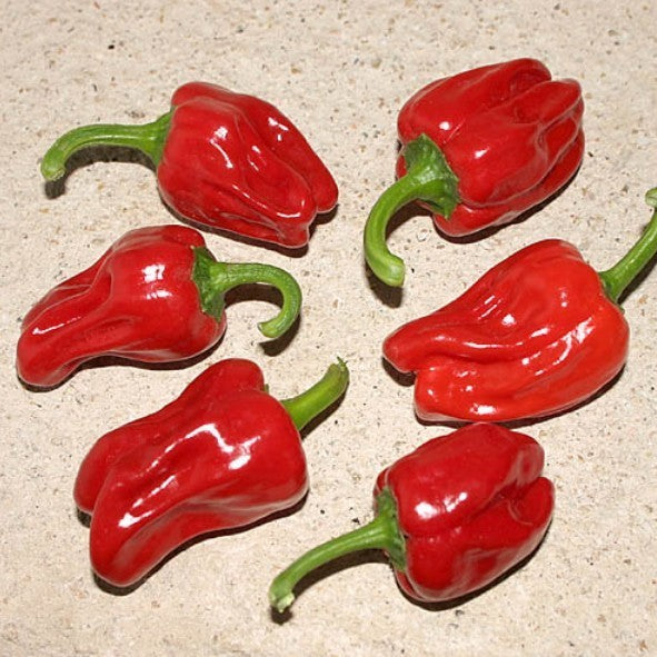 Peper 'Big Jamaican' / 'Jamaican Red'