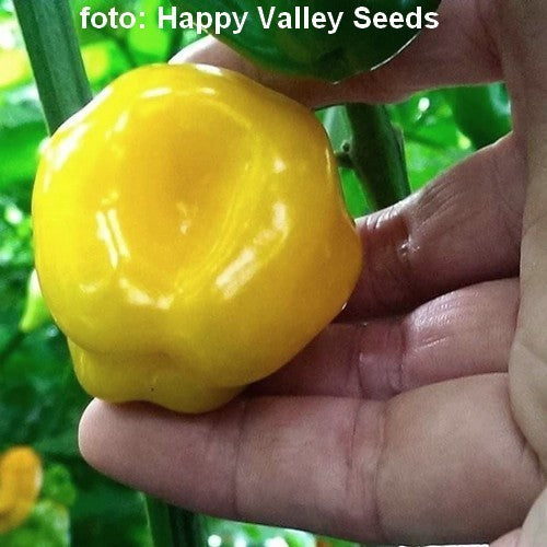 Peper 'Bido Tacana'