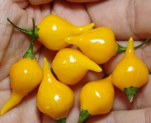Peper 'Biquinho Amarela' / 'Button Yellow'