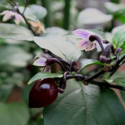 Peper 'Biquinho Roxo'